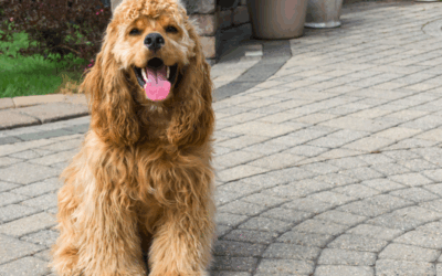 Protecting Paws from Hot Pavement and Other Heat Conducting Surfaces